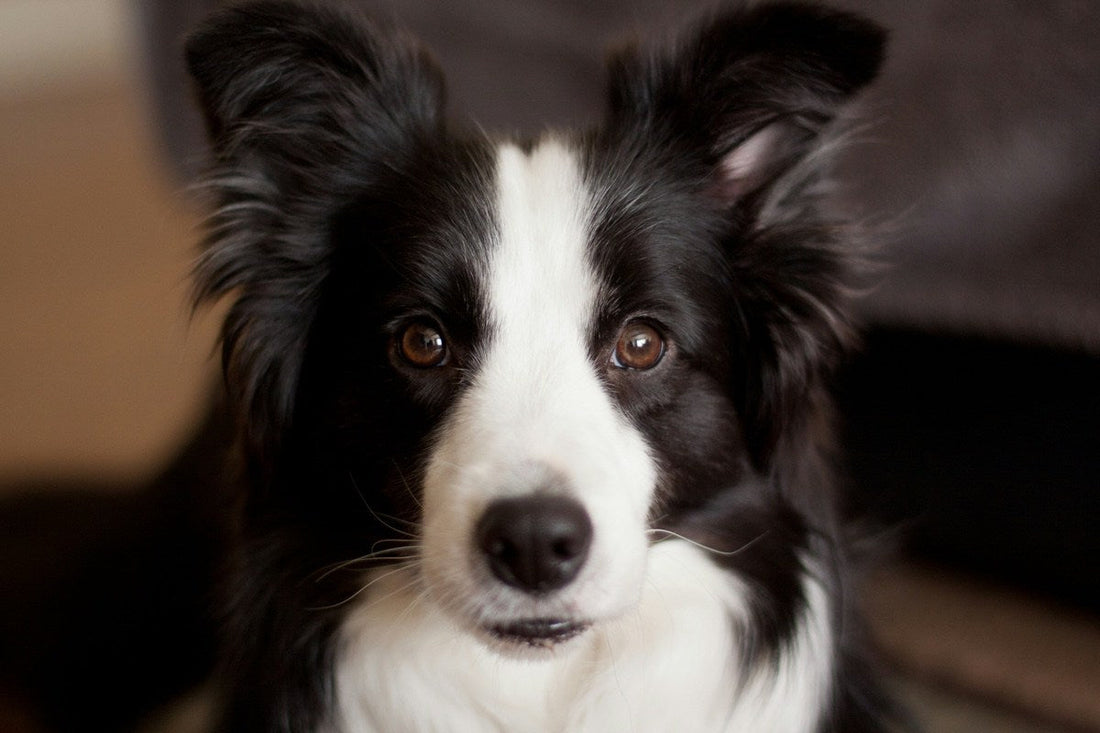 Border Collie Grooming Gold Coast
