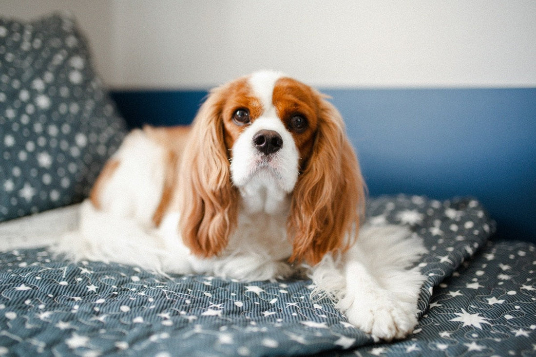 Cavalier King Charles Spaniel Grooming Gold Coast