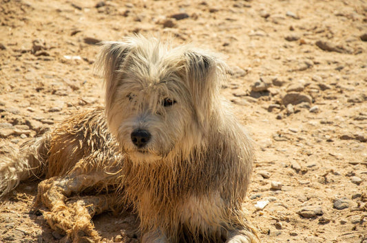 Dog on a beach after a swim