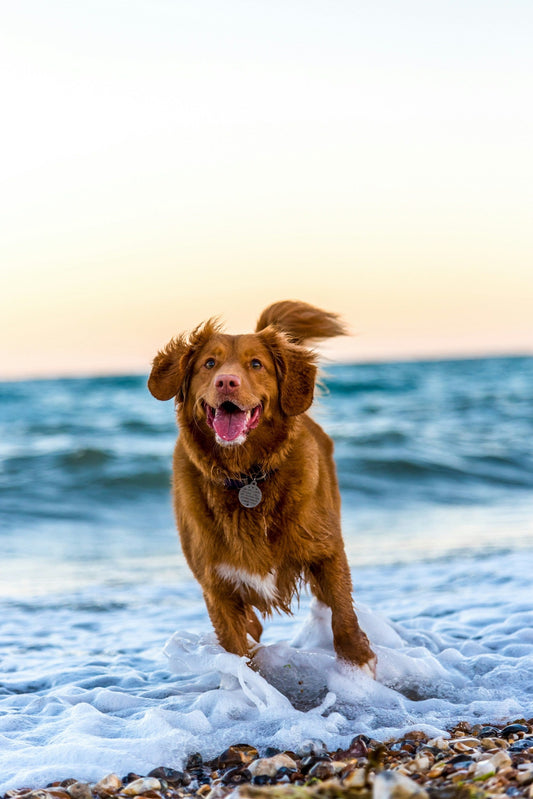 Dog in the surf at a beach