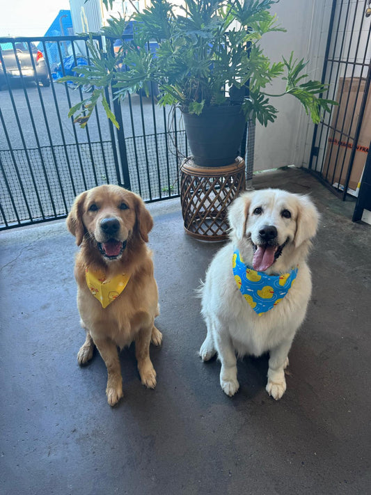 Two Dogs after their groom at Pets Juicy