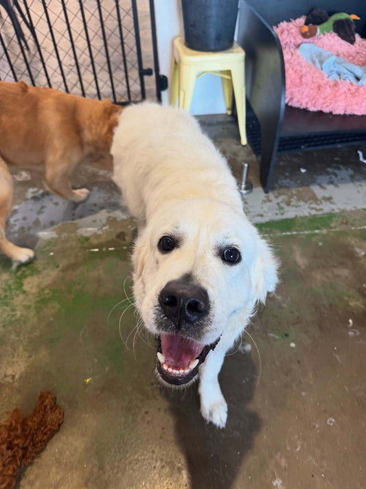 Dog Grooming Gold Coast