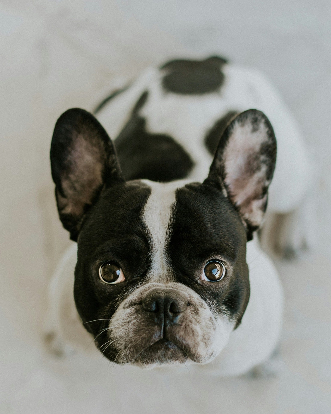 French Bulldog Grooming Gold Coast