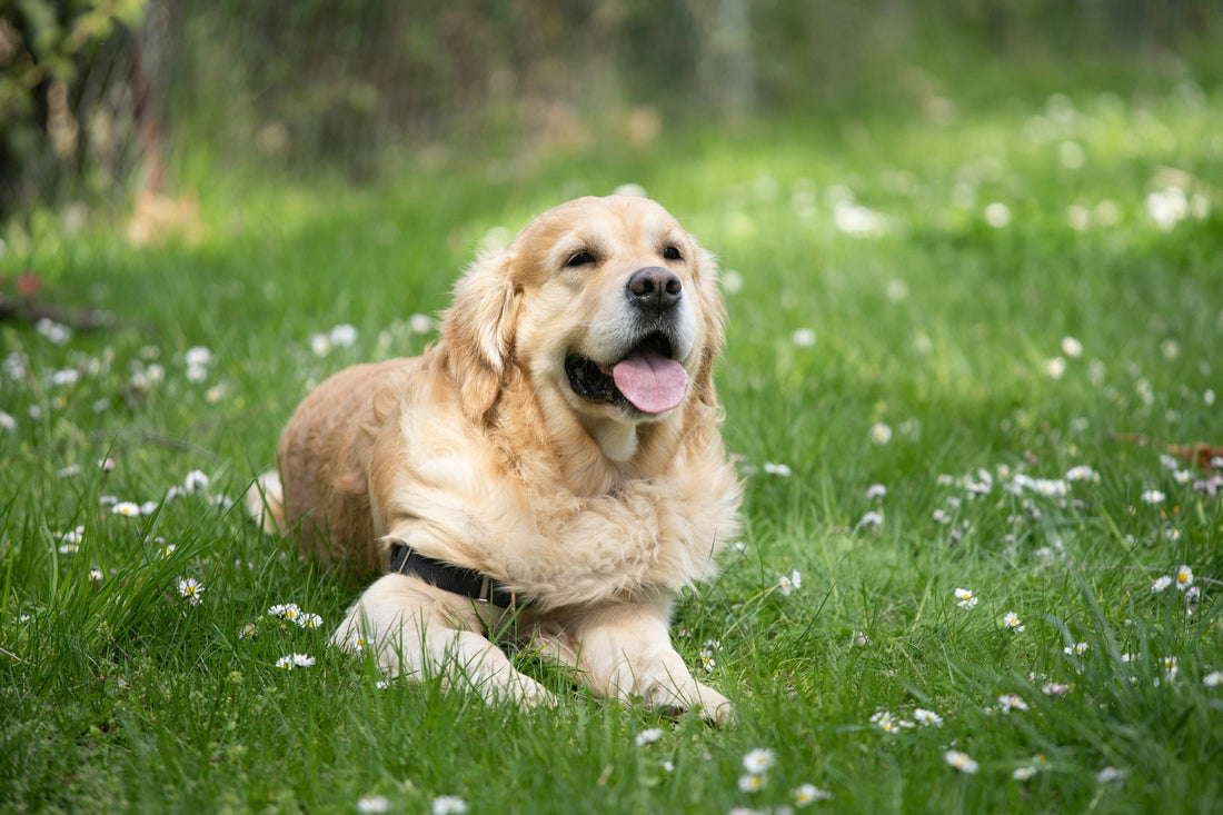Golden Retriever Grooming Gold Coast
