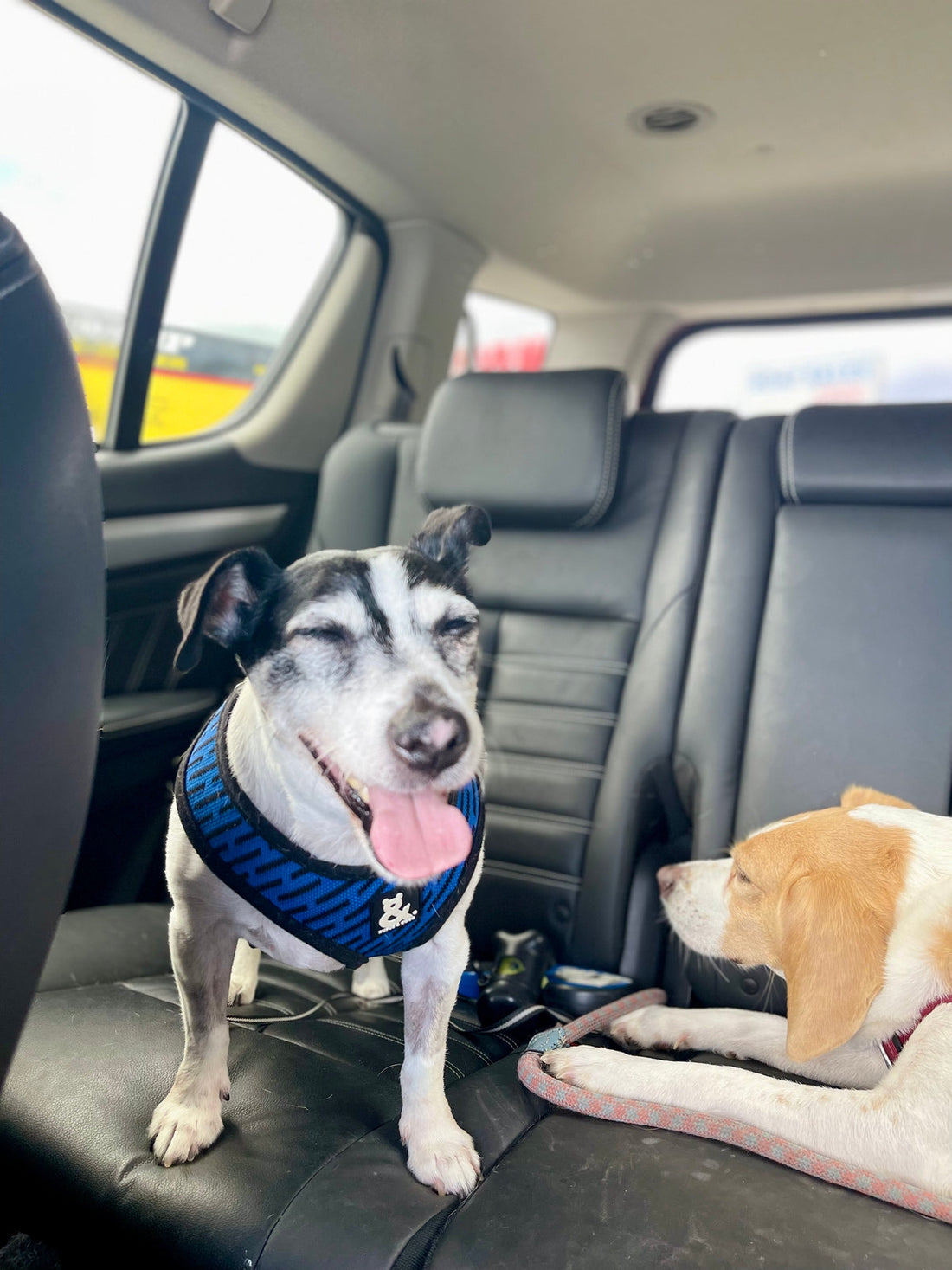 Jack Russel - Fox Terrier Grooming Gold Coast