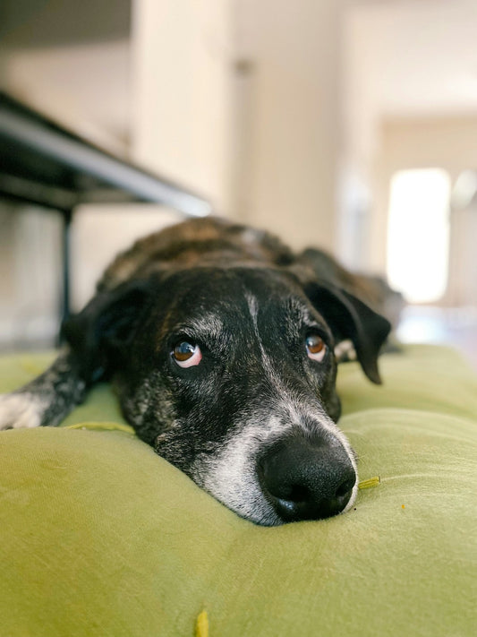 The Importance of Mental Health in Pets