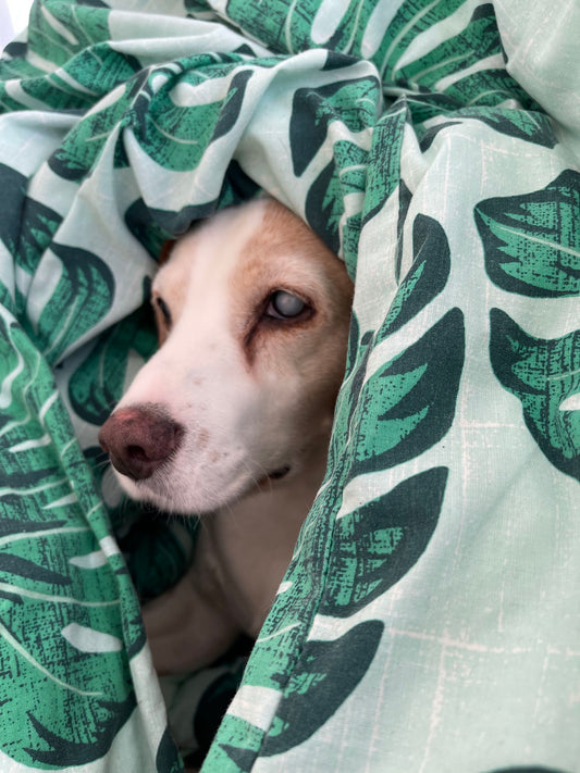 Keeping Senior Dogs Active and Happy Indoors Gold Coast