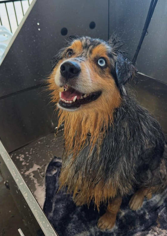 Long Coat Dog Warm Bath + Blow Dry