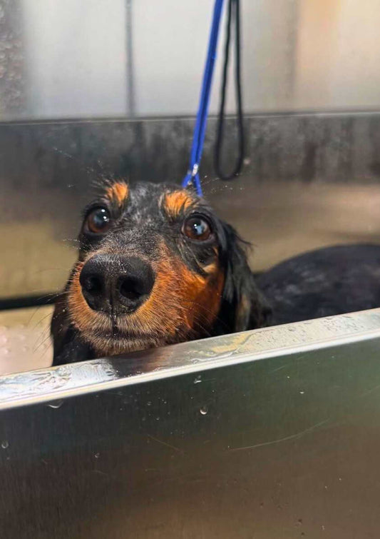 Dog Bath and dry short coat Gold Coast