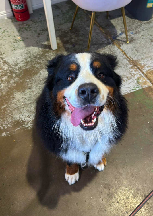 Dog Bath and Deshed Long Coast Gold Coast