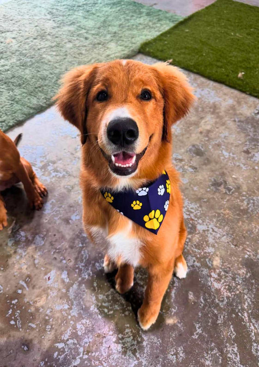 Dog Bath and Deshed Short Coast Gold Coast