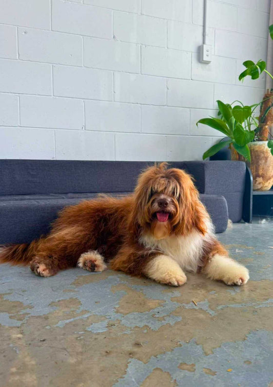 Dog Bath Groom Long Coat Gold Coast