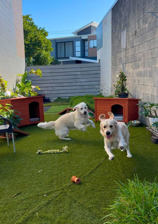 Dog Daycare Gold Coast Full Day