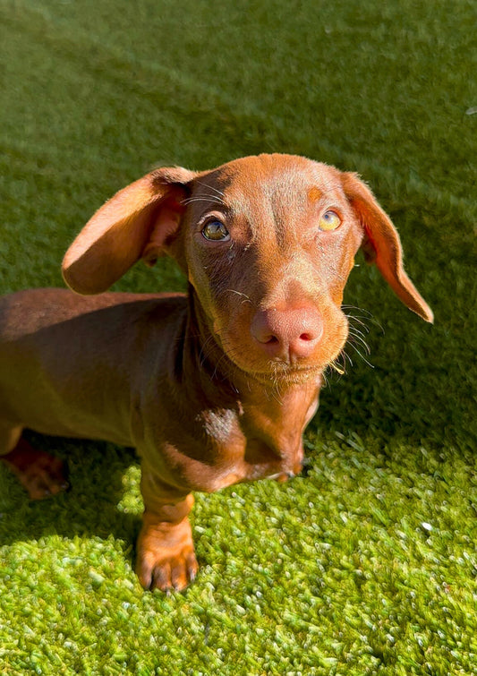 Dog Daycare Gold Coast