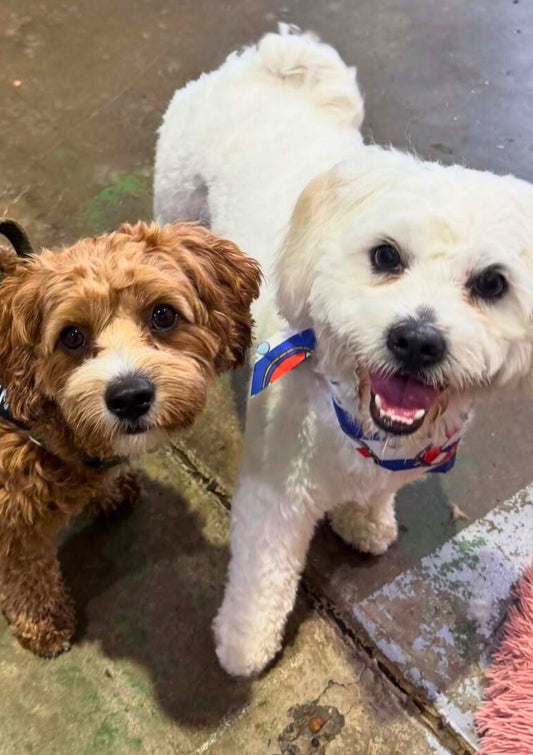 Dog Daycare Gold Coast