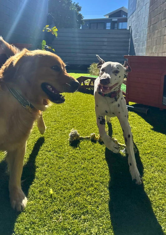 Dog Daycare Gold Coast