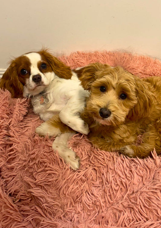 Dog Daycare Gold Coast