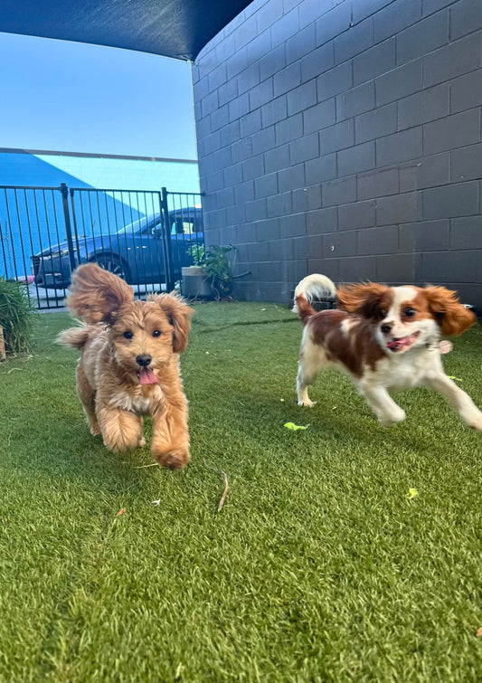 Dog Daycare Gold Coast