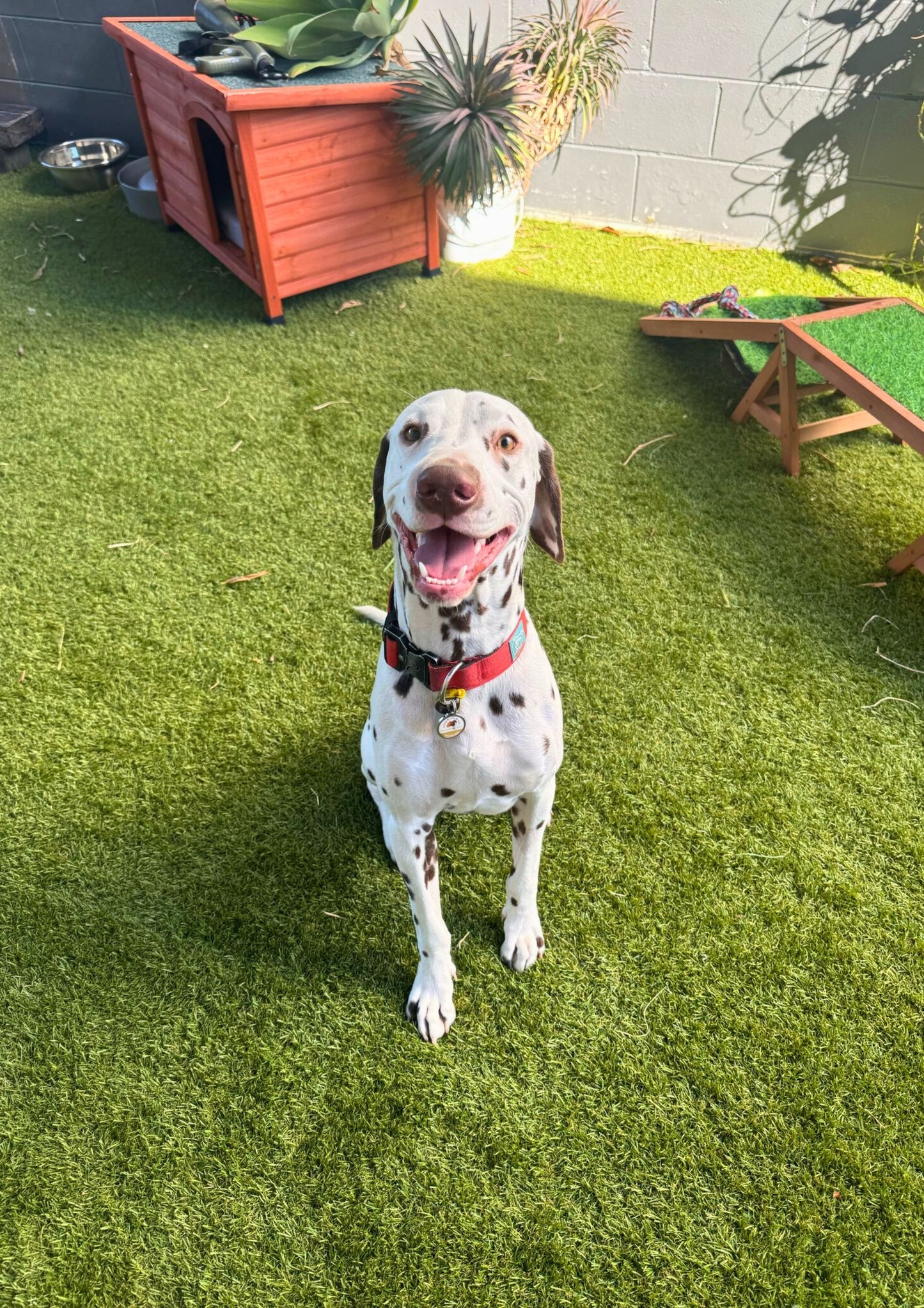 Dog Daycare Gold Coast