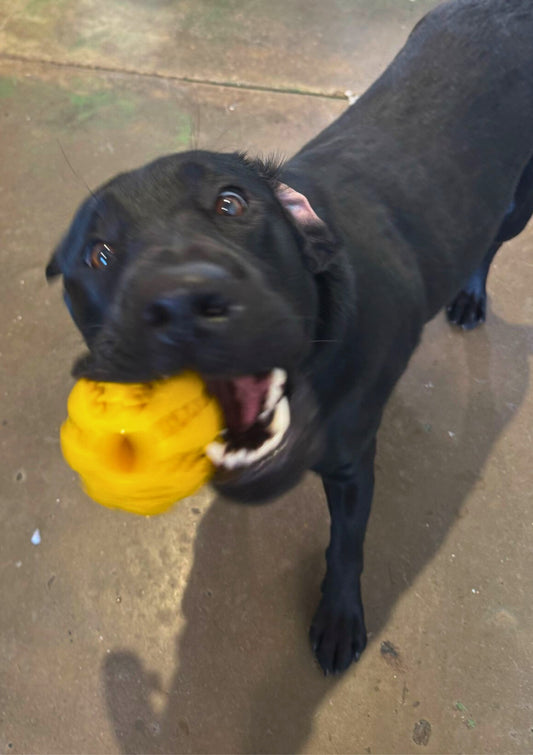 Dog Daycare Gold Coast