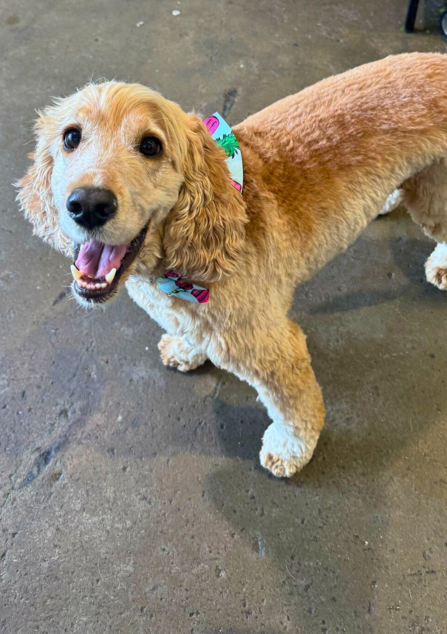 Pets Juicy doggy daycare play area in Miami, Gold Coast