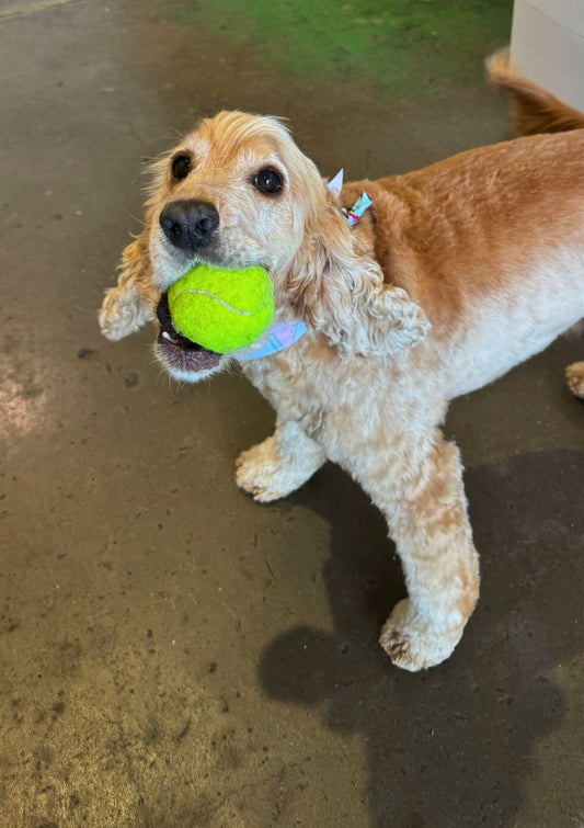 Dog Daycare Gold Coast