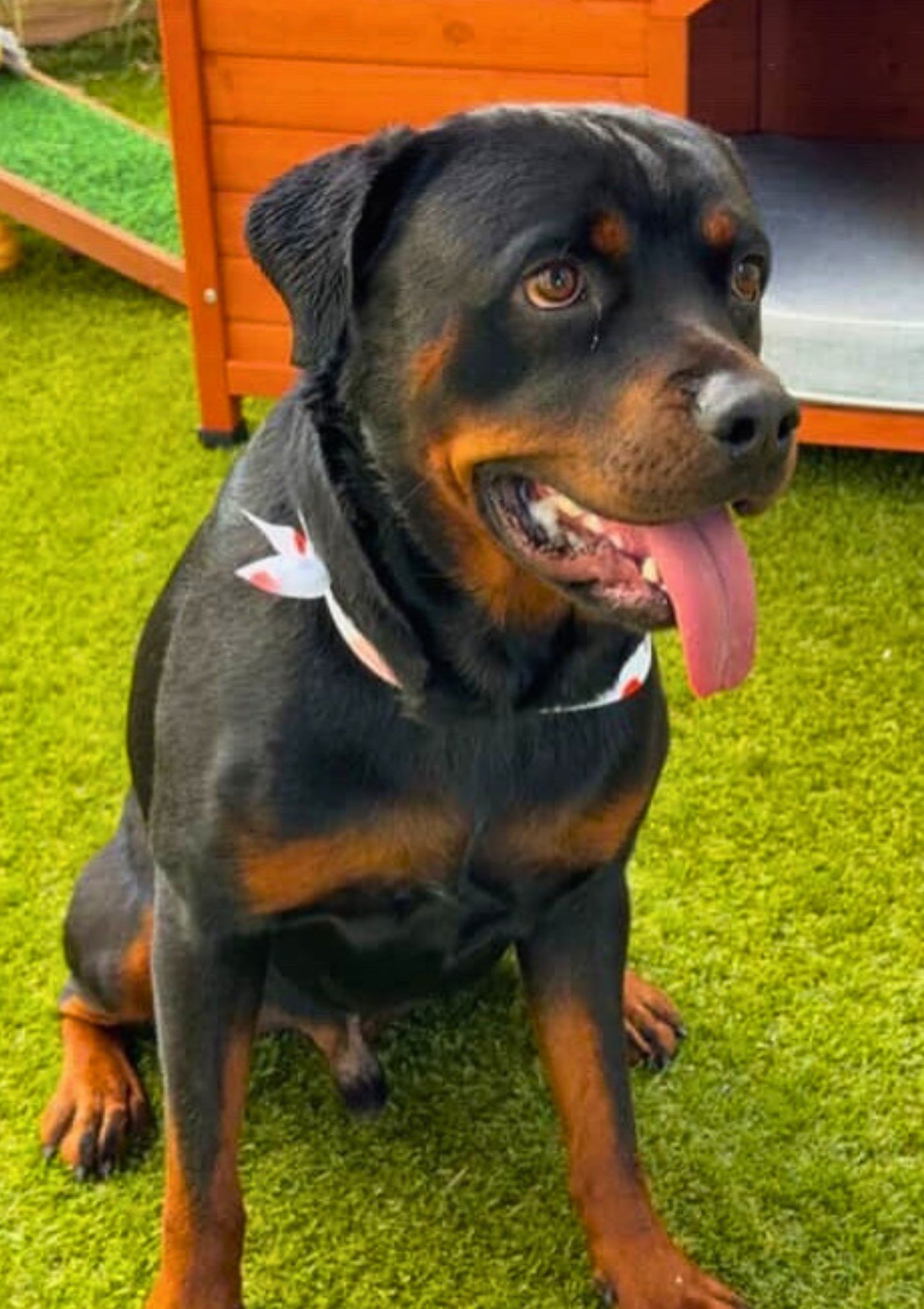 Dog Daycare Gold Coast