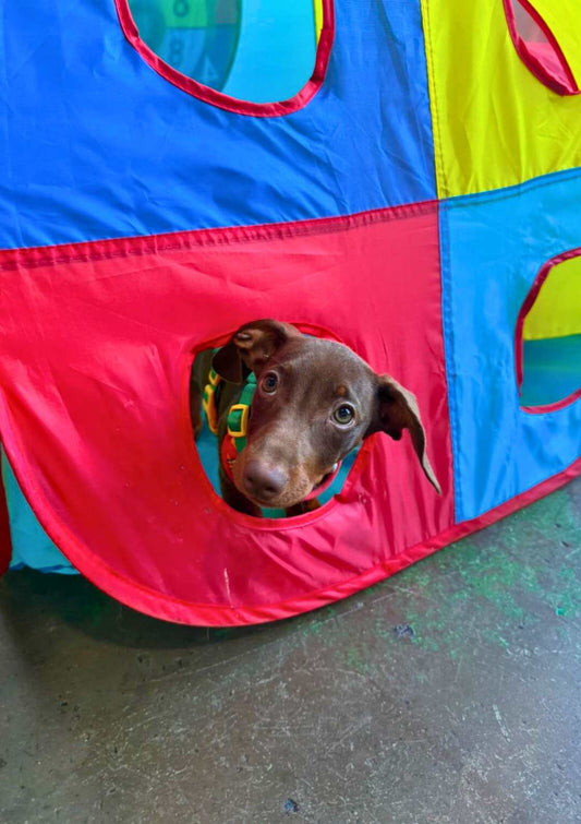 Dog Daycare Gold Coast Half Day