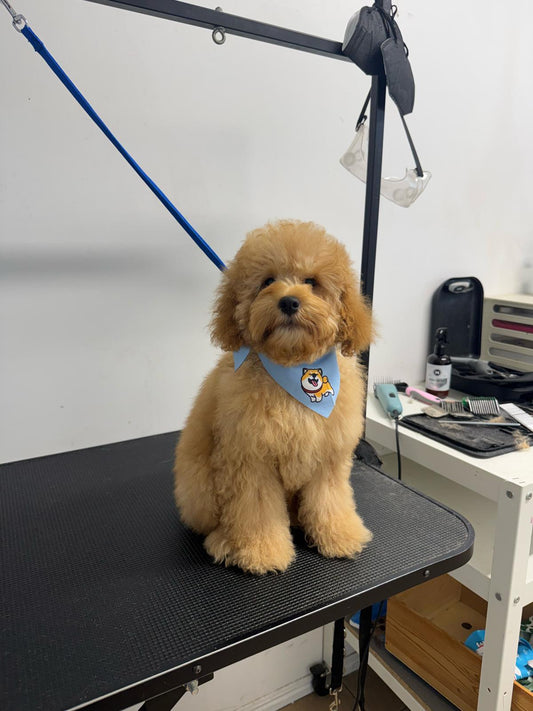Puppy Grooming Gold Coast