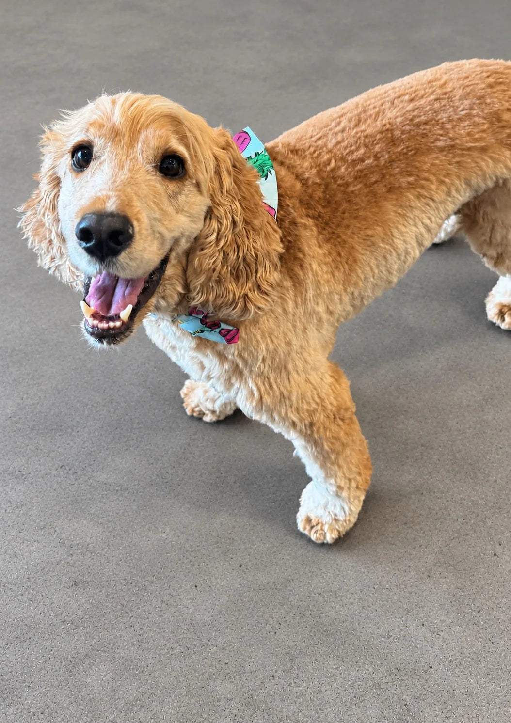 Happy Cocker Spaniel at Pets Juicy doggy daycare in Miami, Gold Coast