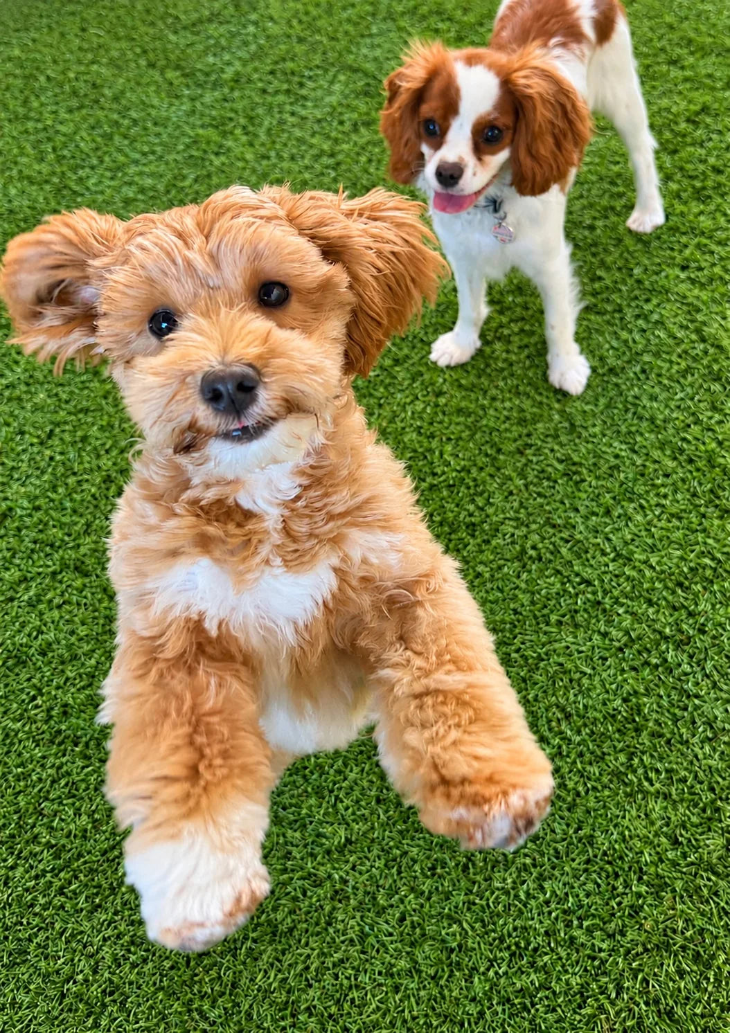 Fluffy curly pup on the turf with a Cavalier behind at Pets Juicy doggy daycare in Miami, Gold Coast