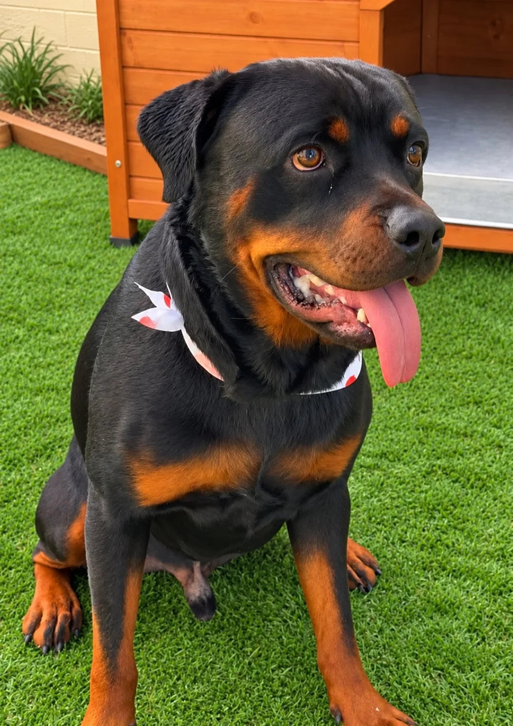 Rottweiler in a bandana sitting on the turf at Pets Juicy doggy daycare in Miami, Gold Coast