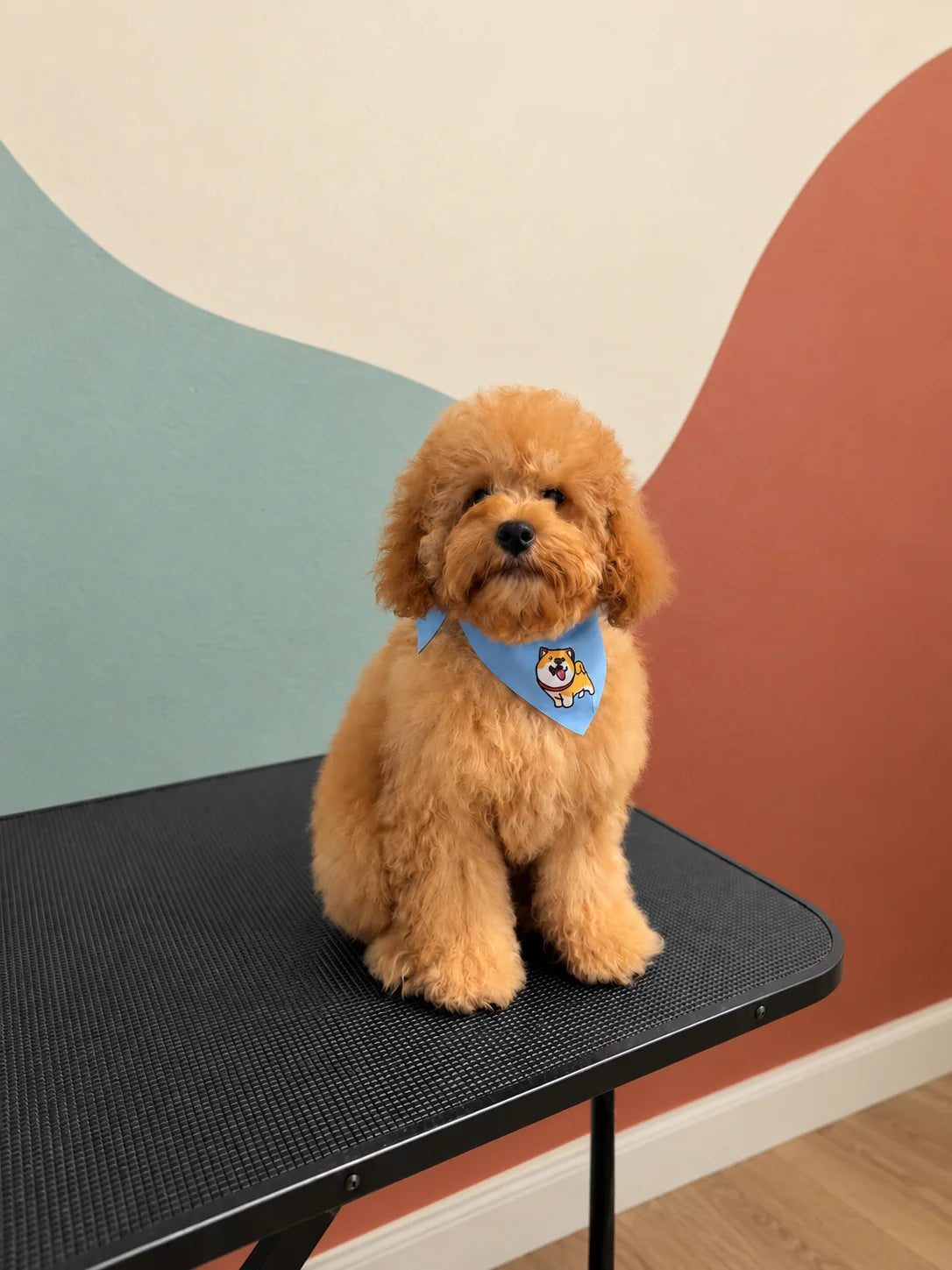 Curly red puppy in a blue bandana on the grooming table at Pets Juicy in Miami, Gold Coast