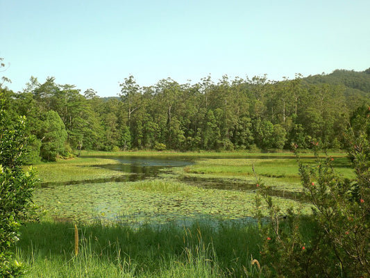 Tallebudgera Creek Dam in the Gold Coast hinterland, calm freshwater | Pets Juicy in Miami