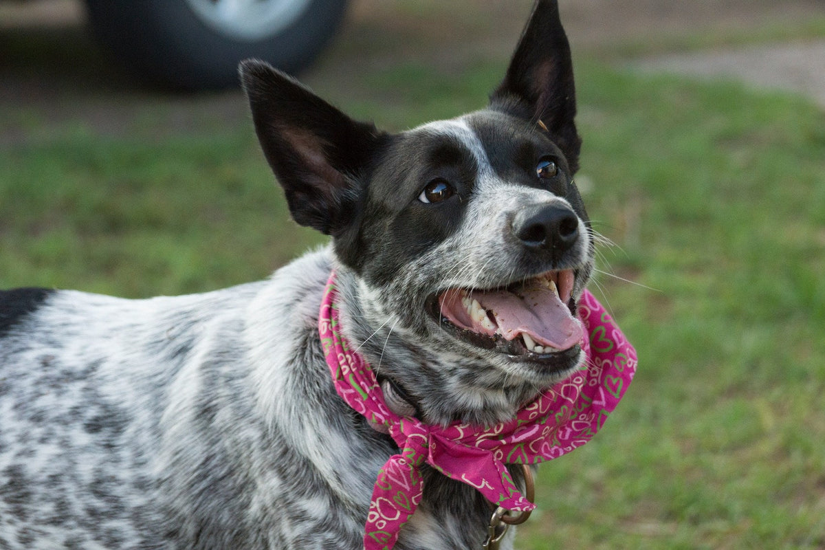 Blue Australian Cattle Dog in a pink bandana smiling on the grass