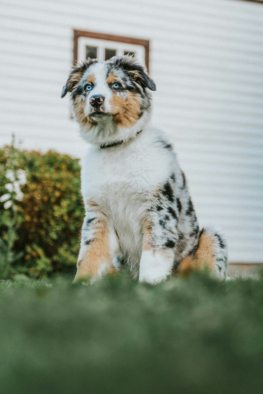 Australian Shepherd Grooming Gold Coast