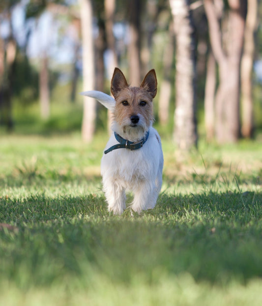 Australian Terrier Grooming Gold Coast