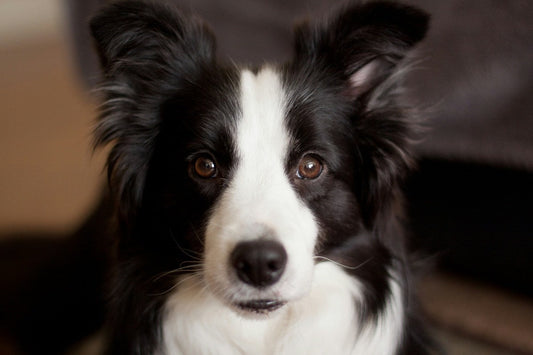 Border Collie Grooming Gold Coast