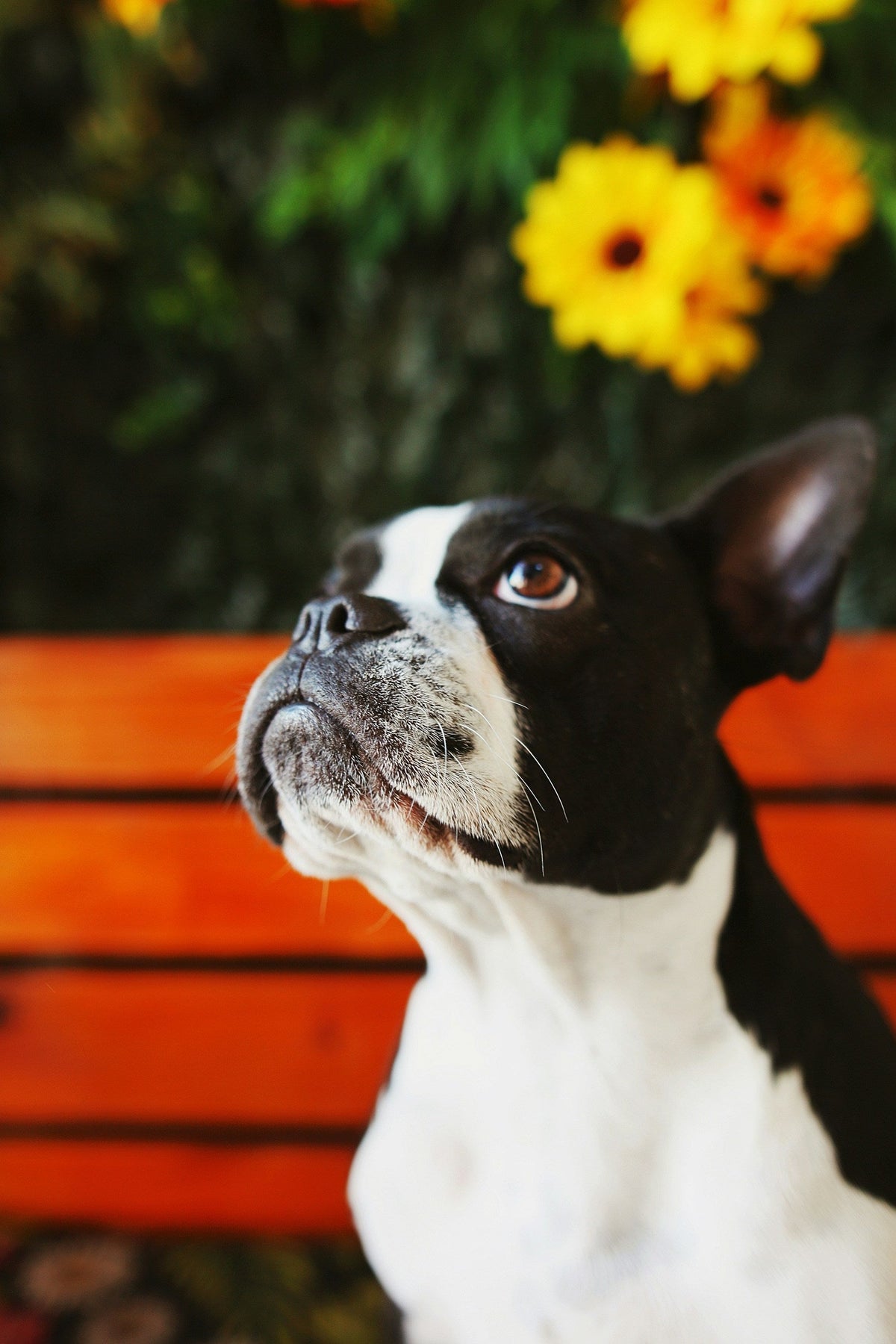 Boston Terrier sitting on a red bench in front of yellow flowers