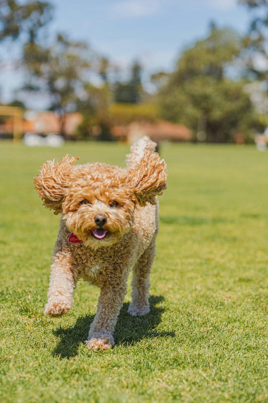 Cavoodle Grooming Gold Coast