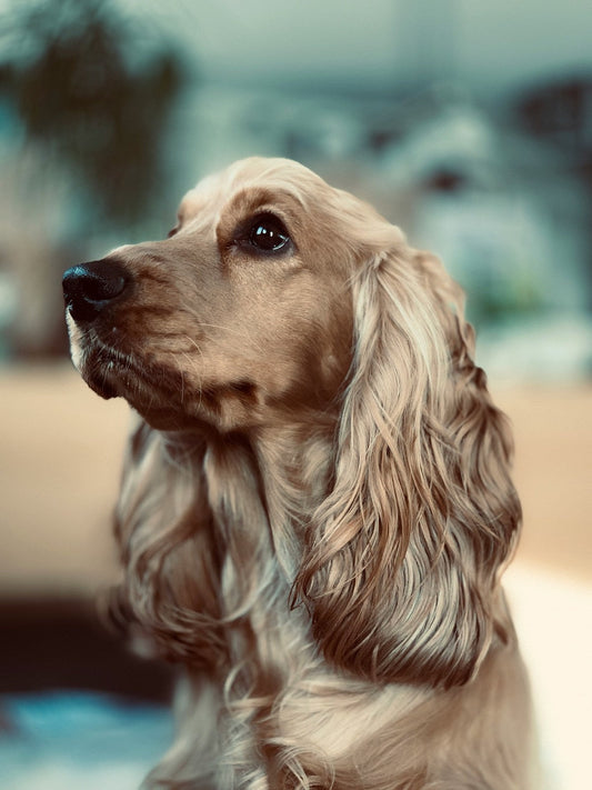 Cocker Spaniel Grooming Gold Coast