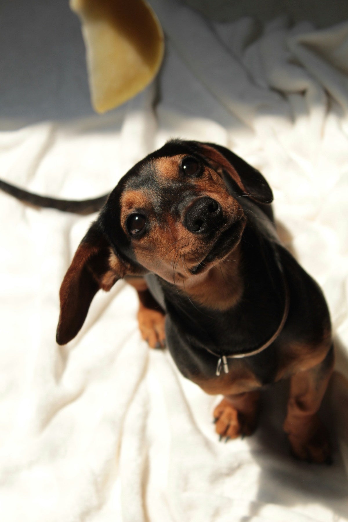 Black and tan Dachshund sitting on a timber floor