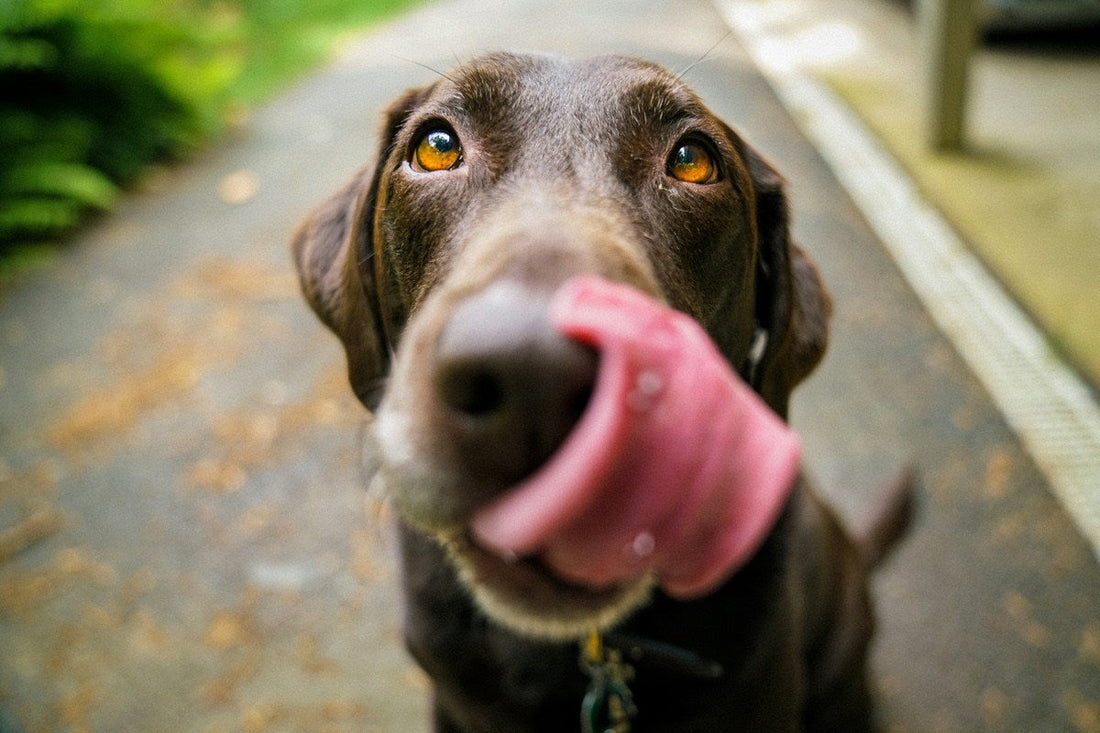 Dog activities on the Gold Coast | Pets Juicy in Miami