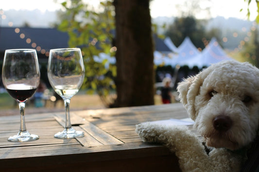 Dog Friendly Wineries and Breweries on the Gold Coast