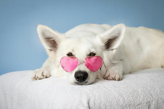 Dog Grooming Gold Coast