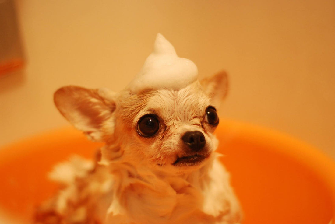 Dog having a bath at Pets Juicy in Miami, Gold Coast