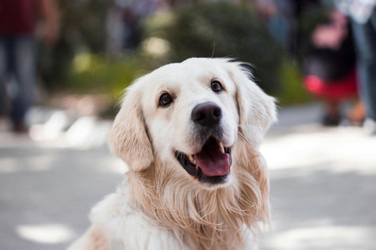 Dog Deshed Gold Coast