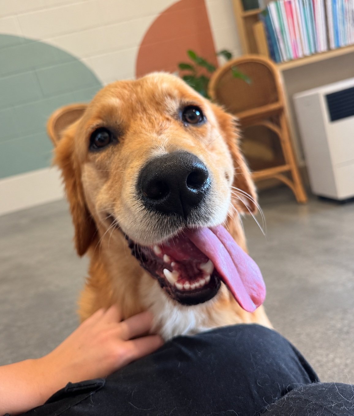 Golden puppy with its tongue out, held on someone's lap
