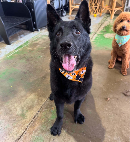Dog Grooming for Gold Cast Active Dogs 