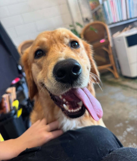 Dog at Pets Juicy having a groom